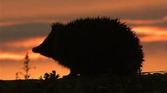 Hedgehog among four chosen animals to feature on your new banknotes — BBC Business, Tel Aviv Business news