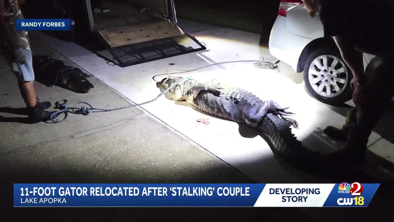 11-foot gator removed from Lake Apopka property after 'stalking' couple — WESH 2 Orlando, Tel Aviv Real Estate news