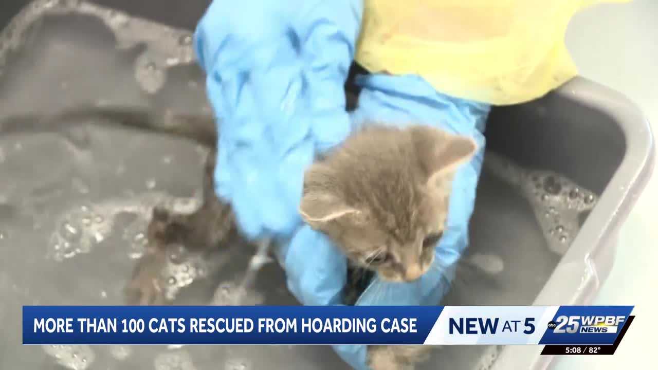 More than 100 cats rescued from hoarding situation in Port St. Lucie — WPBF West Palm Beach, Tel Aviv Health news